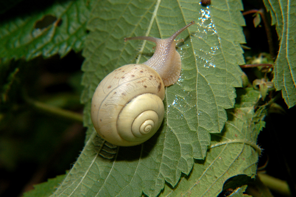 Da determinare.... Parco del Ticino